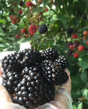 画像をギャラリービューアに読み込む, ベリーづくし アイスセット 4種6個セット【青森県産ブラックベリー・ボイズンベリー(無農薬、化学肥料不使用)】【三内縄文ベリーランド】