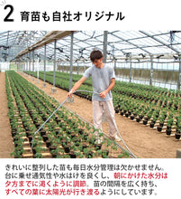 画像をギャラリービューアに読み込む, デリシャストマト トマトジュース 100g×8本セット(丸しぼり、露しずく 各4本)【玉光デリシャス】