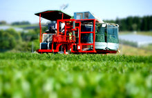 画像をギャラリービューアに読み込む, ほうじ茶ようかんとほうじ茶お詰め(ほうじ茶ようかん・ほうじ茶)【里作り氷砂糖仕立て】【八女茶(日本茶)】【ノンカフェイン】【奥八女 茶の葉堂】