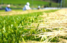 画像をギャラリービューアに読み込む, ほうじ茶ようかんとほうじ茶お詰め(ほうじ茶ようかん・ほうじ茶)【里作り氷砂糖仕立て】【八女茶(日本茶)】【ノンカフェイン】【奥八女 茶の葉堂】