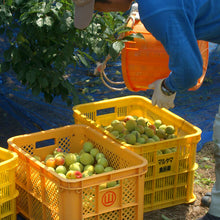画像をギャラリービューアに読み込む, 蜂蜜梅 桐箱400g【和歌山県認証品】【特選紀州梅干認定品】【マルヤマ食品】【沖縄・離島への配送不可】