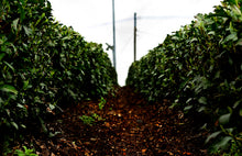 画像をギャラリービューアに読み込む, 茶の葉ようかんと煎茶お詰め(茶の葉ようかん・八女煎茶)【里作り氷砂糖仕立て】【八女茶(日本茶)】【奥八女 茶の葉堂】