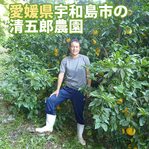 一福百果 まるごとみかん大福 8個入り 愛媛県今治にある和菓子屋 清光堂