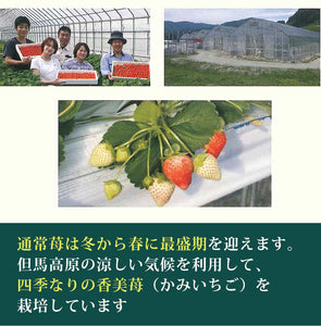 香美苺のジェラート 12個セット(兵庫県但馬のイチゴを50％以上使用）【ユースランド】