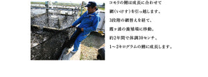 国産 鯉のあぶり刺身100g×3