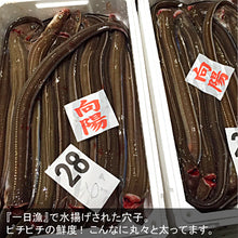 画像をギャラリービューアに読み込む, 特大穴子一夜干「一日漁」 あなご2尾(計500ｇ) 国産 島根産 無添加 岡富商店 -おかとみ- ギフト
