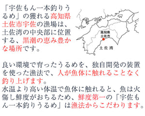 一本釣りうるめいわしお刺身セット（冷凍）【宇佐もん工房】