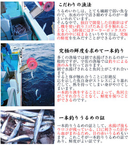 一本釣りうるめいわしお刺身セット（冷凍）【宇佐もん工房】